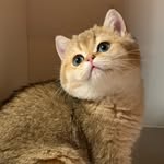 @bruce_cattttt - Instagram
