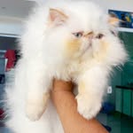 Bruce Lee - @bruce_catt - Instagram