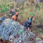Bruce y Mickey - @bruce_mickey_cattle_dog - Instagram