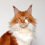 Brucecoon cattery - @bruce_cattery - Instagram