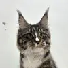 Brucecoon cattery - @brucecoon.cattery - TikTok