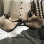 Bruce and Cecil - @siamesebuddies - Instagram