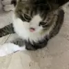 Brucechamp - @canberracollectiv - TikTok