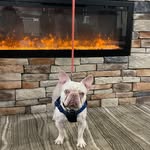 Bruce (brucey) Chavez - @bruce_the_goose305 - Instagram