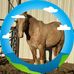 Bruce Chavez - Facebook