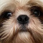 Bruce - @bruce_cheetos - Instagram