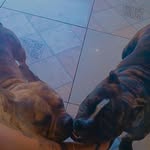Bruce&Cheetara 🐶❤️ - @bruceycheetara - Instagram