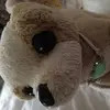brucecheeto - @brucecheeto - TikTok