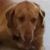 brucheeser - @brucheeser - TikTok