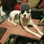 Bruce Chester - @bruce048113 - Instagram