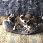 Bruce Chesterfield - @chesterfieldbruce - Instagram