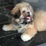 B R U C E - @brucechewbacca - Instagram
