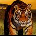 Bruce Chillyboy - Facebook