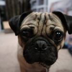 Bruce Chin - @a.pug.named.bruce - Instagram