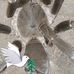 Bruce Christian Koti - Facebook