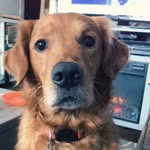 Bruce Christopher - @bruce.the.golden - Instagram