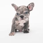 Bruce chun - @brucethefrenchie541 - Instagram