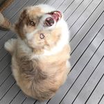 Bruce... and Clancy! - @gdaydoggos - Instagram