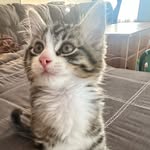 @clancy_chips_bruce - Instagram