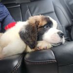 Bruce Clarkson - @bruce_the_bestsaint - Instagram