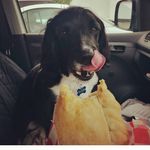 Bruce - @cornish_bruce - Instagram