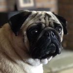 Bruce Leer - @bruce_the_cornish_pug - Instagram