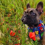 Bruce The Frenchie - @bruces.cornish.adventures - Instagram