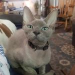 Bruce Wayne aka BATMAN! - @cornishrexbruce - Instagram