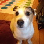 Bruce Curry - @bruce_curryk9 - Instagram