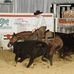 Bruce Morine Cutting Horses - Facebook
