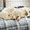 Bruce & Alby - @bruce.alby - TikTok