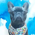 B R U C E - @brucedanethefrenchie - Instagram