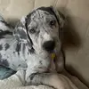 Bruce - @brucethedane1 - TikTok