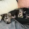 Bruce - @brucethedane - TikTok