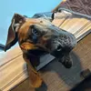 Bruce - @brucey.the.dane - TikTok