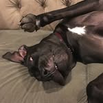 Bruce Dane & Winston Pibble - @bruce_dane_winston_pibble - Instagram