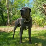Bruce the Great Dane - @brucedane_ - Instagram