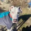 Bruce the Great Dane - @bruce_thegreatdane - TikTok