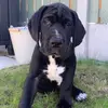 Bruce The Great Dane - @brucethegreatdane_ - TikTok