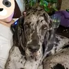 BruceDane - @brucedanethedarkpupp - TikTok