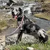 BruceTheDane_ - @brucethedane_ - TikTok