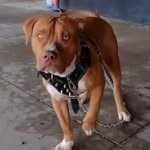 Bruce - @brucedellass - Instagram