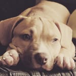 Bruce Dickinson - @brucedickinsonthebully - Instagram