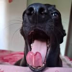 Bruce Dickinson 🐾 - @bruce_.dickinson - Instagram