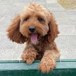 Bruce - @bruce.down.under - Instagram