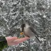 Bruce Dowe - @bruce.dowe1 - TikTok
