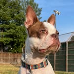 Bruce Dudley - @bruce_dudley_the_boston - Instagram