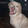 Bruce the Dudley Lab - @k9.bruce - TikTok