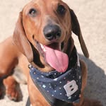 Bruce The Sausagedog🌭 - @bruce.the.sausagedog - Instagram
