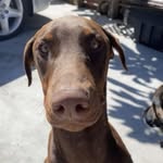 @evers_dog_bruce - Instagram